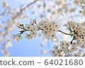 櫻桃樹 64021680