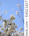 花 64021827