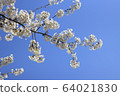 花 64021830