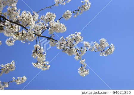 Flower Flower 64021830