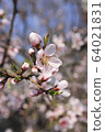 花 64021831