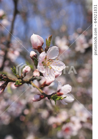 Flower Flower 64021831
