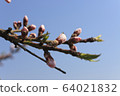 花 64021832
