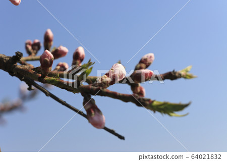 花 64021832