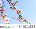 花 64021833