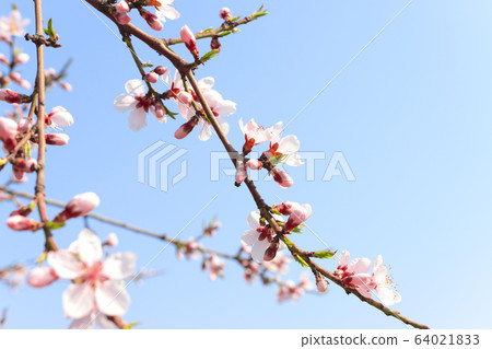 Flower Flower 64021833