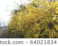 花 64021834