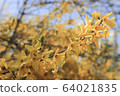 花 64021835