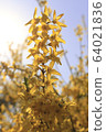 花 64021836