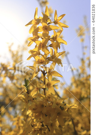 Flower Flower 64021836
