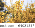 花 64021837
