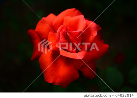 玫瑰，花卉，植物 64022014