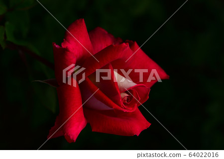 玫瑰，花卉，植物 64022016