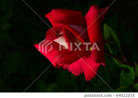 玫瑰，花卉，植物 64022018