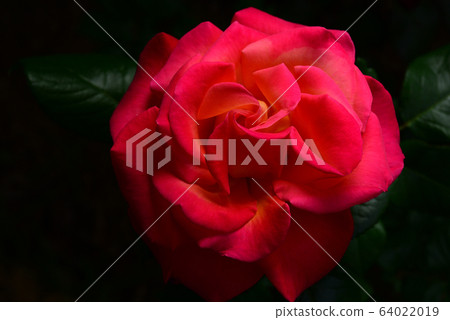 玫瑰，花卉，植物 64022019