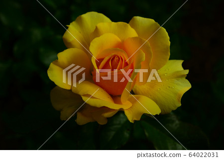 玫瑰，花卉，植物 64022031