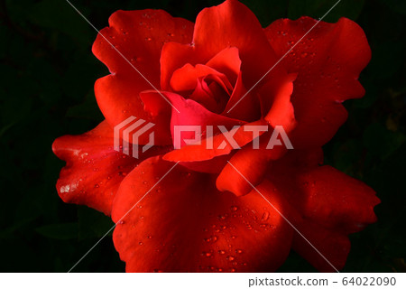 Roses, flowers, plants Roses, flowers, plants 64022090