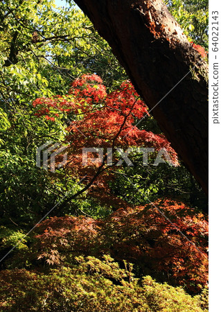 東照大寺，楓葉，秋葉和由金信昌建造的寺廟 64022143