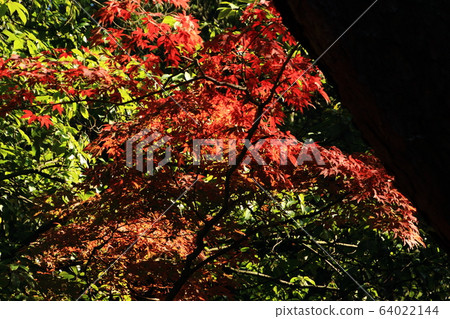 東照大寺,楓葉,秋葉和由金信昌建造的寺廟 東照大寺,楓葉,秋葉和由金信昌建造的寺廟 64022144