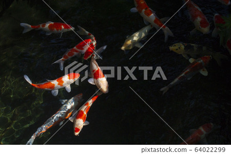 彩色鯉魚 彩色鯉魚 64022299