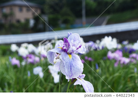 Ayame no Sato Ayame no Sato 64022343