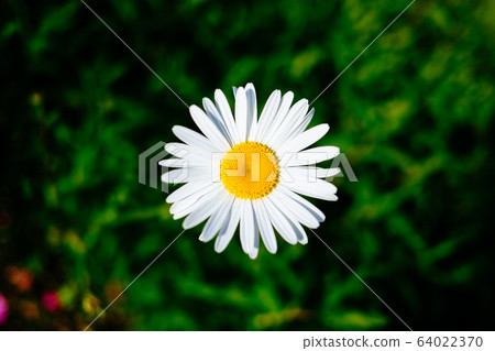 Flower Flower 64022370