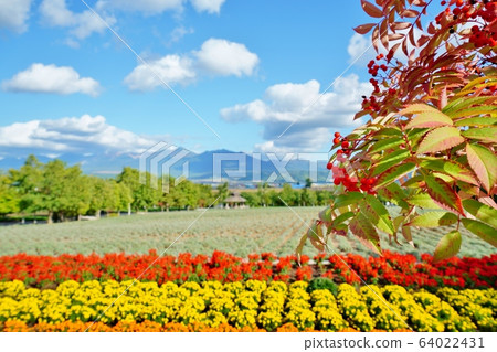  Farm Tomita 64022431
