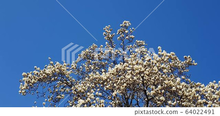 Magnolia flower pretty flower 64022491