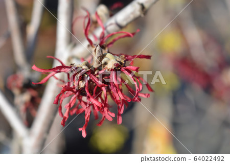 Witch Hazel Diane 64022492