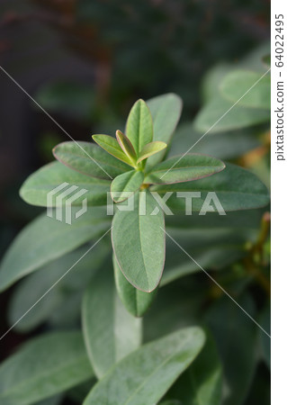 Aarons beard 64022495