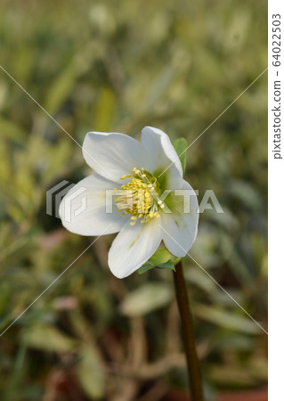 Christmas rose Select Christmas rose Select 64022503