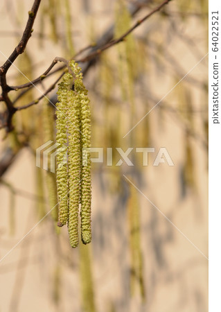 Common hazel Common hazel 64022521