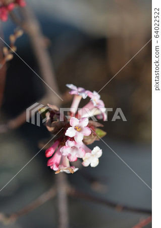 Arrowwood Dawn 64022522