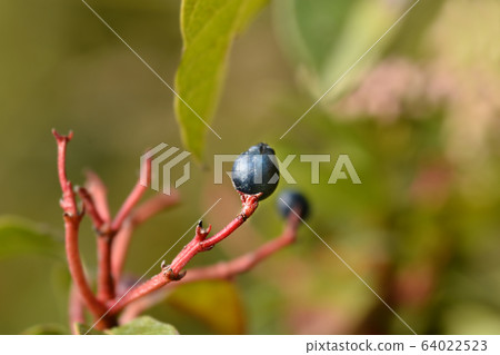 Laurustinus 64022523