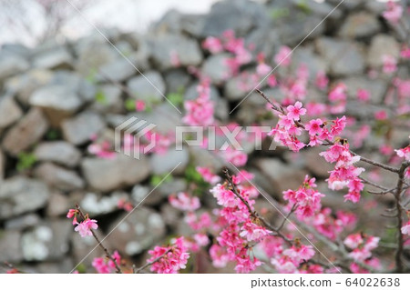 今歸仁城堡 64022638