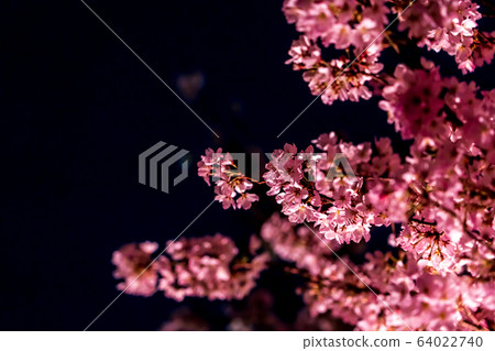夜晚的櫻花 夜晚的櫻花 64022740