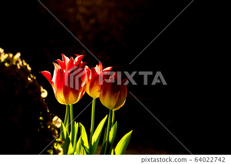 Night tulip Night tulip 64022742