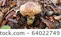 Pine mushroom image 64022749