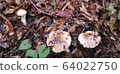 Pine mushroom image 64022750