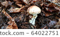 Pine mushroom image 64022751