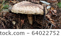 Pine mushroom image 64022752