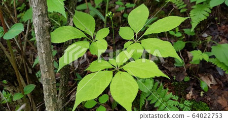 野生人參形象 64022753