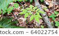 Wild ginseng image 64022754