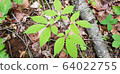 Wild ginseng image 64022755
