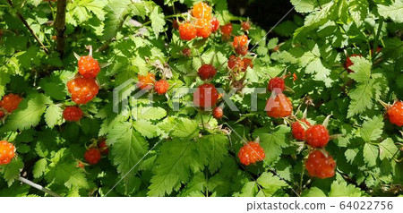 樹莓形象 64022756