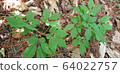 Wild ginseng image 64022757