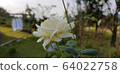 White rose images 64022758