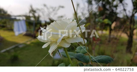 White rose images White rose images 64022758