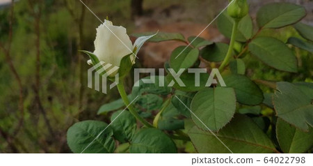 玫瑰圖片 64022798