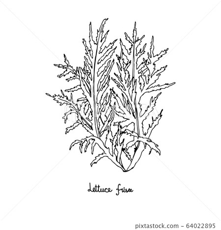 Spicy herbs. Lettuce frisee. Black and white 64022895